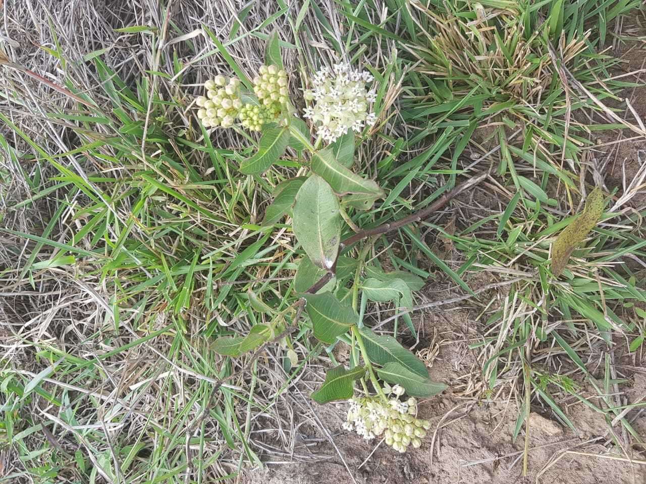 Image of Asclepias mellodora St. Hil.