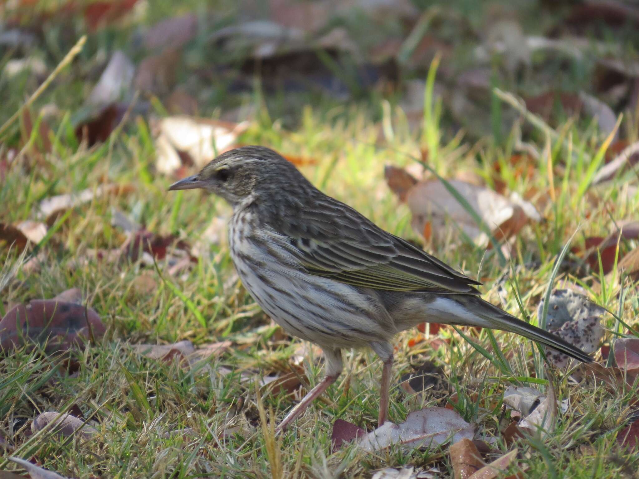 Image of Striped Pipit