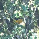 Image of Euphonia violacea aurantiicollis Bertoni & AW 1901