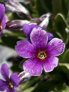 Primula cusickiana var. nevadensis (N. H. Holmgren) N. H. Holmgren & S. Kelso resmi