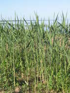 Image of common reed