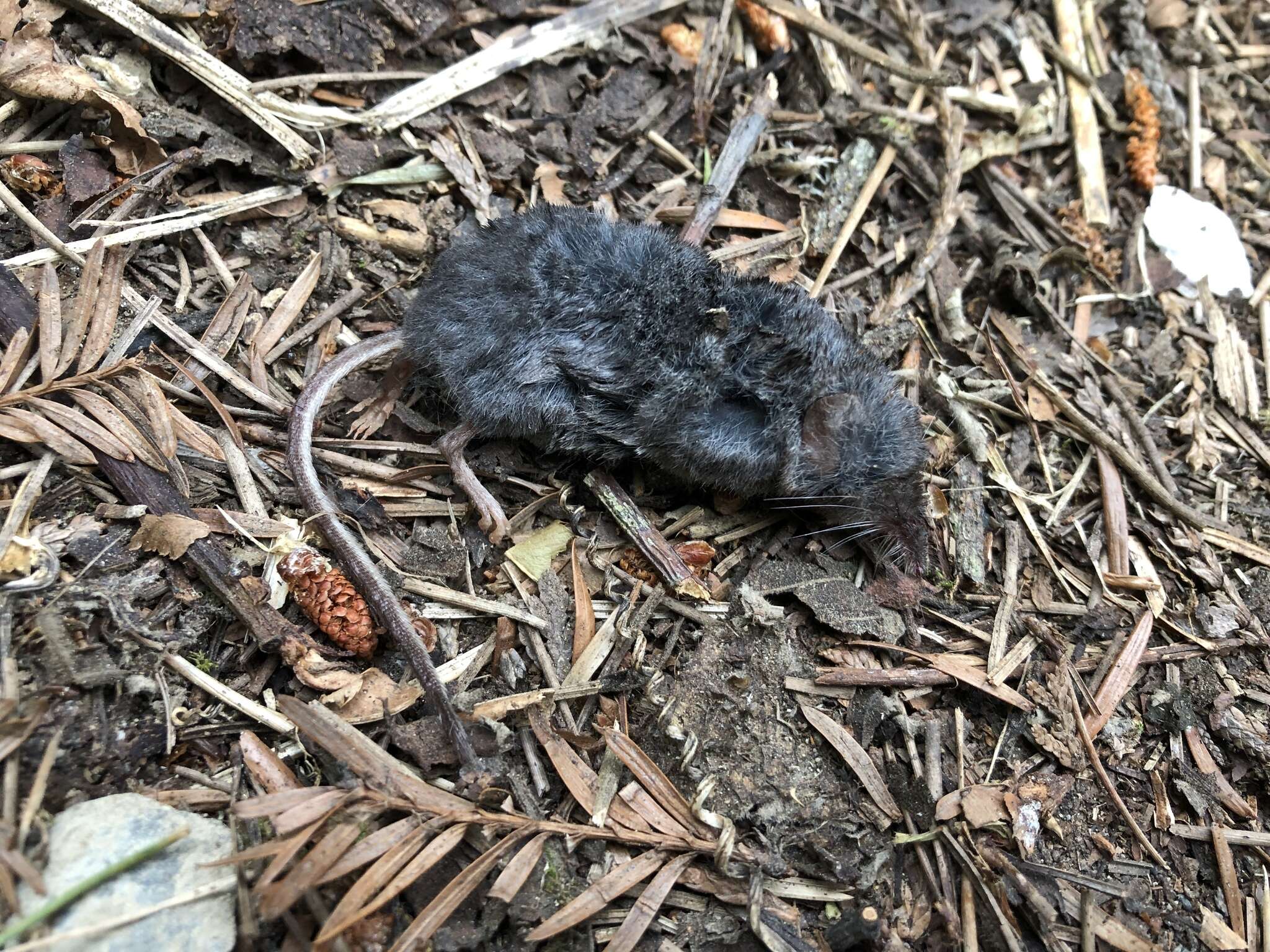 Image of Trowbridge's shrew