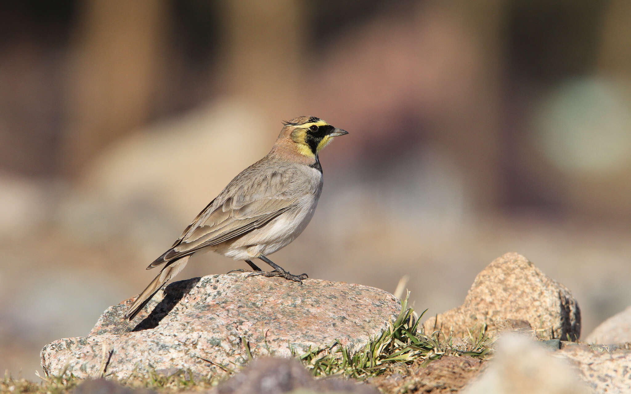 صورة Eremophila alpestris atlas (Whitaker 1898)