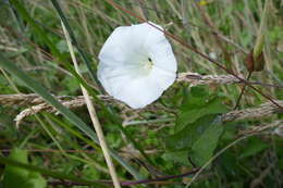 Image de Calystegia silvatica subsp. disjuncta R. K. Brummitt