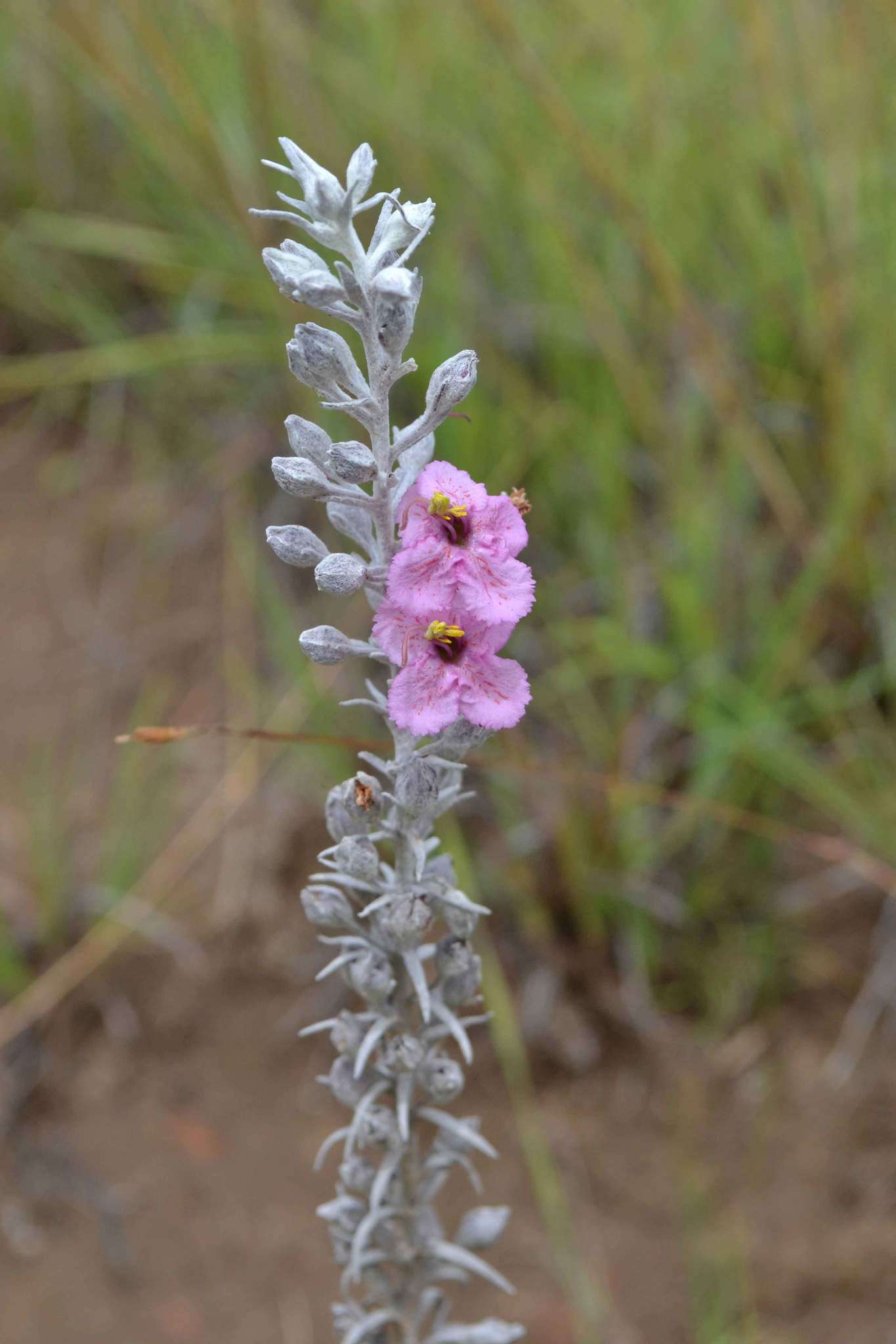 Image of Sopubia cana var. cana