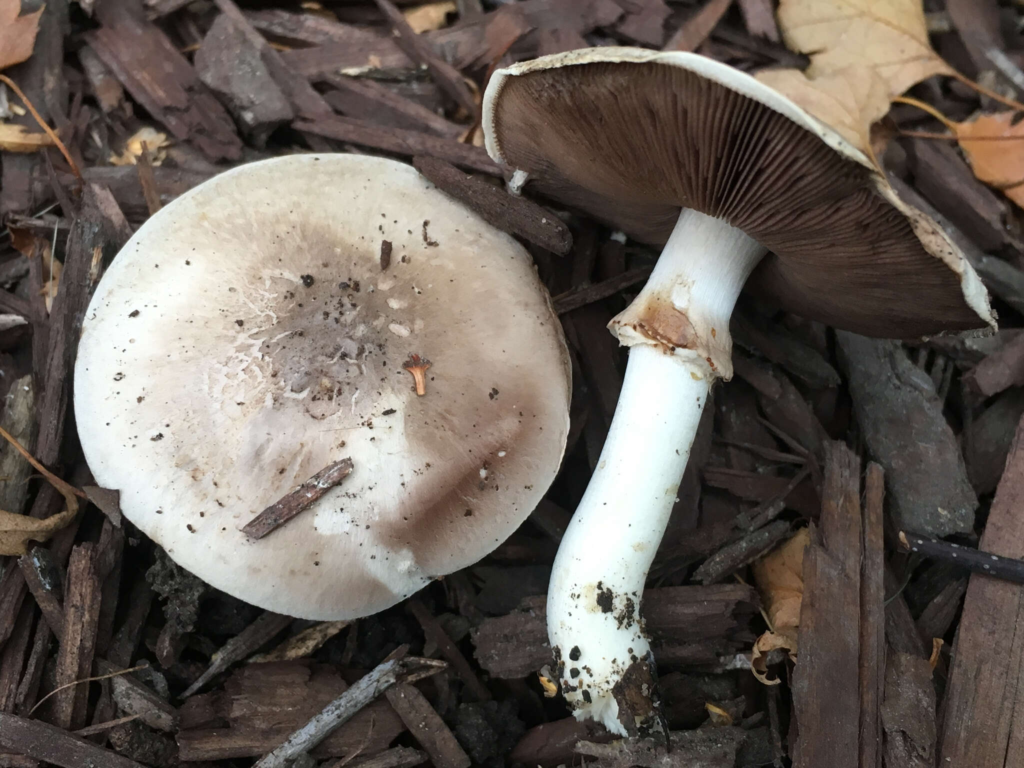 Imagem de Agaricus californicus Peck 1895