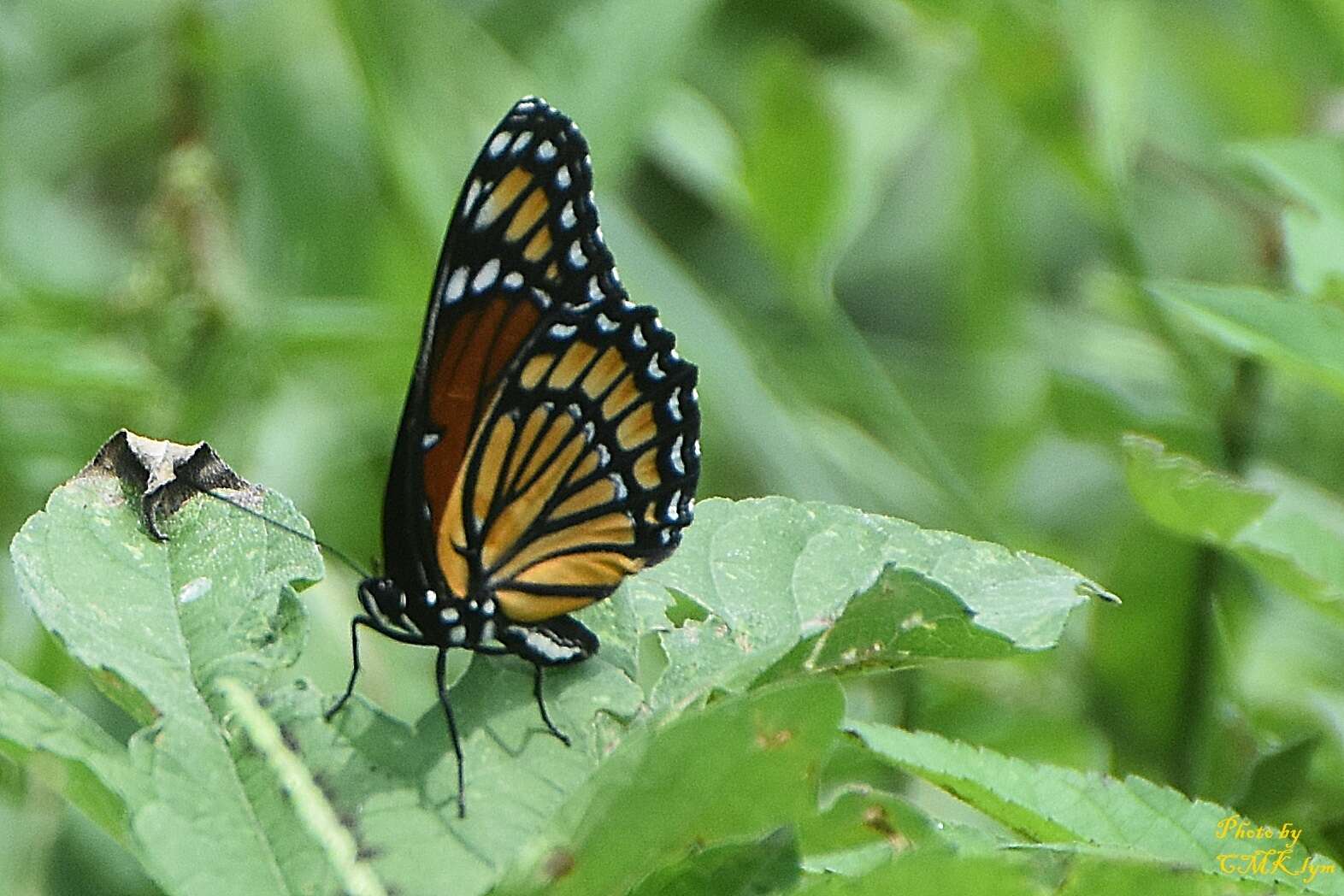 Limenitis archippus watsoni Dos Passos 1938的圖片