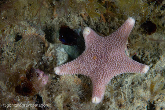 Image of Cycethra