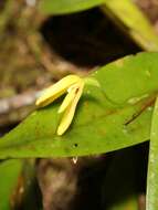 Image of Pleurothallis crocodiliceps Rchb. fil.