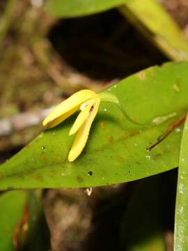 Image de Pleurothallis crocodiliceps Rchb. fil.