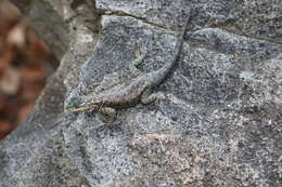 Image of Sceloporus jarrovii jarrovii Cope 1875