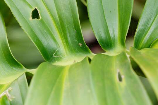 صورة Cryptachaea meraukensis (Chrysanthus 1963)