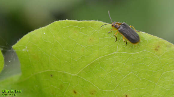 صورة <i>Galerucella nipponensis</i>