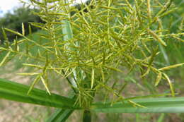 Image of Cyperus digitatus subsp. auricomus (Sieber ex Spreng.) Kük.