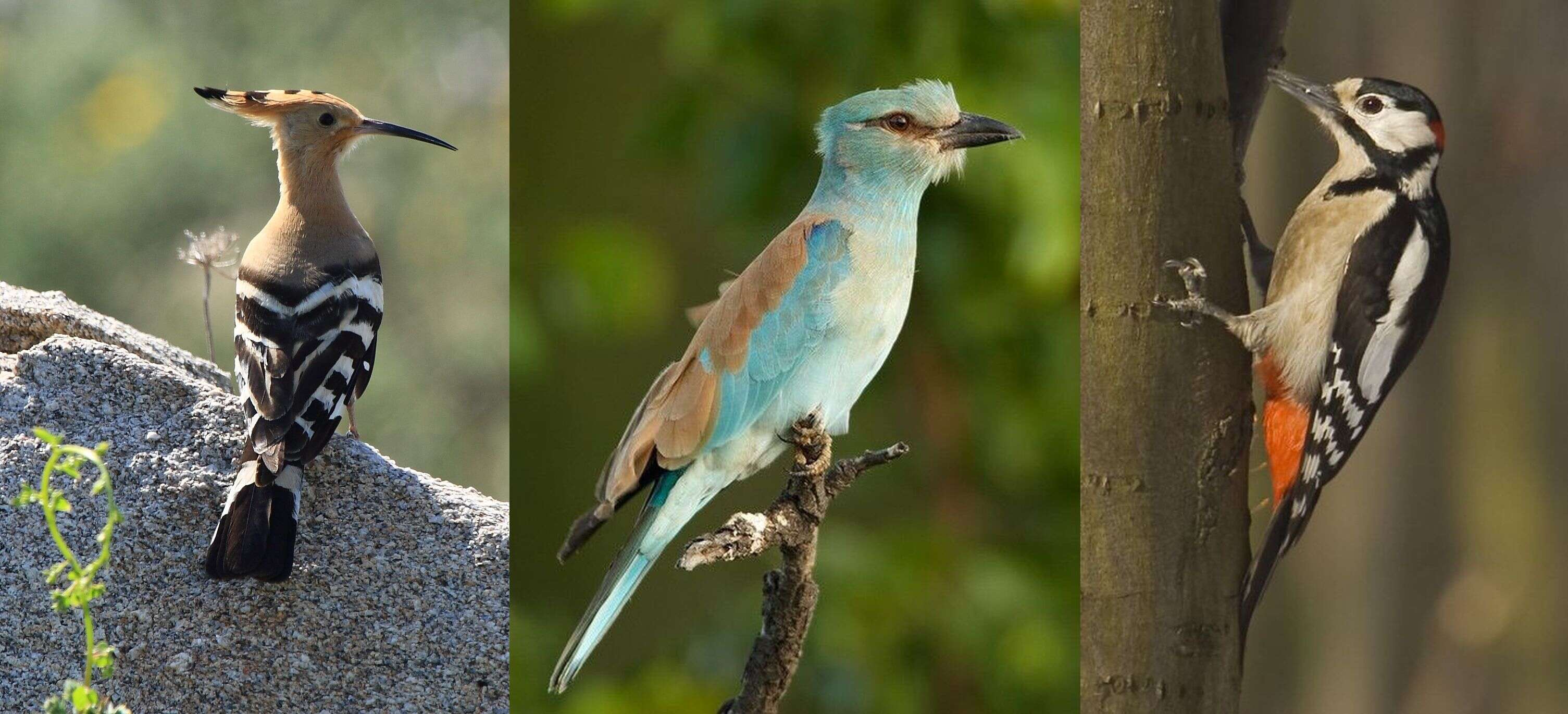 Image of European Roller