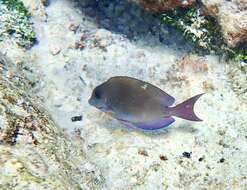 Image of Blackspot Surgeonfish