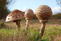 Image of Macrolepiota procera (Scop.) Singer 1948