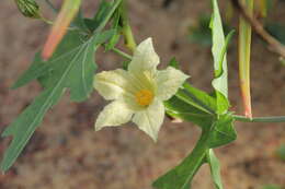 Image of Coccinia sessilifolia (Sond.) Cogn.