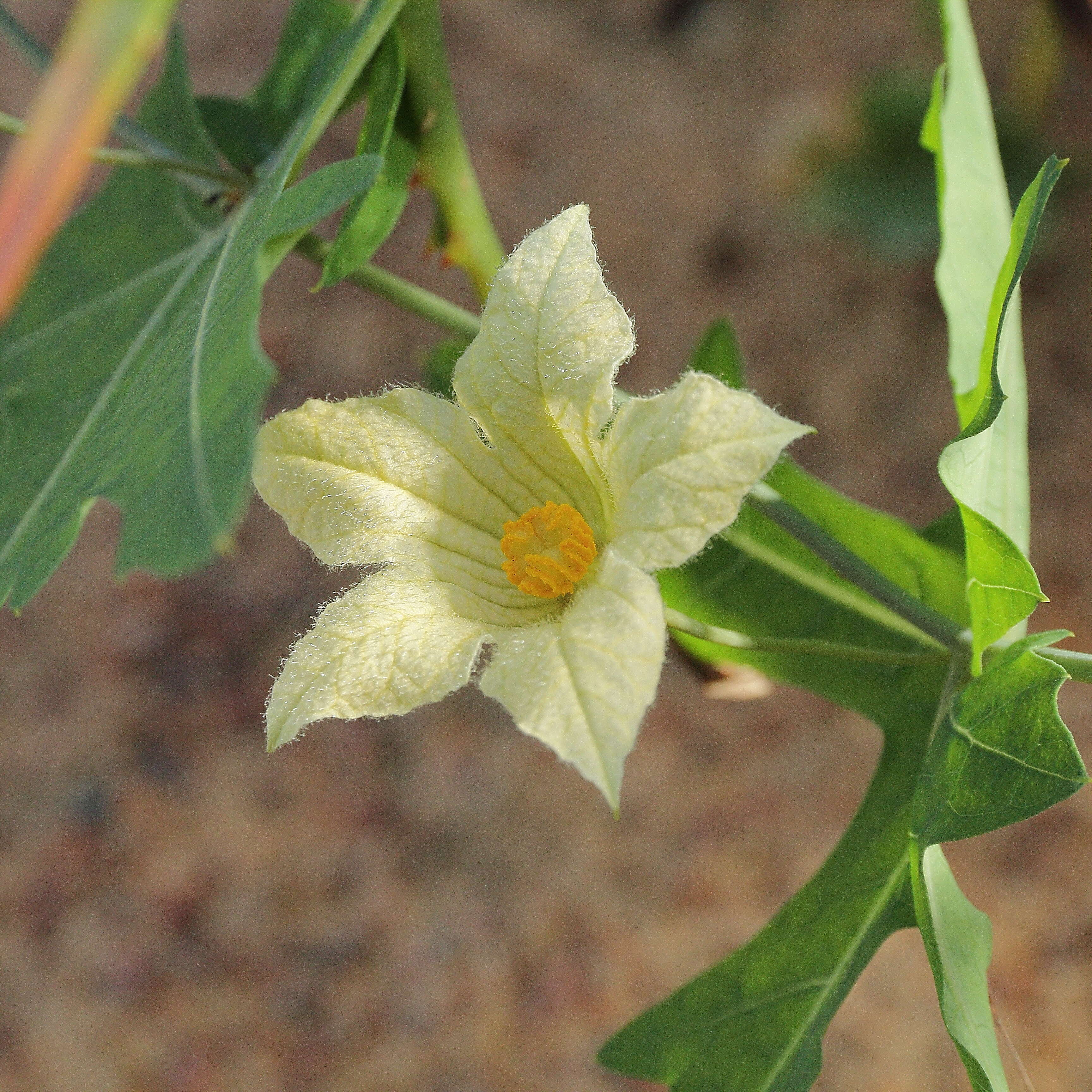 Image of Coccinia sessilifolia (Sond.) Cogn.