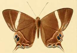 Imagem de Abisara neophron Hewitson 1860
