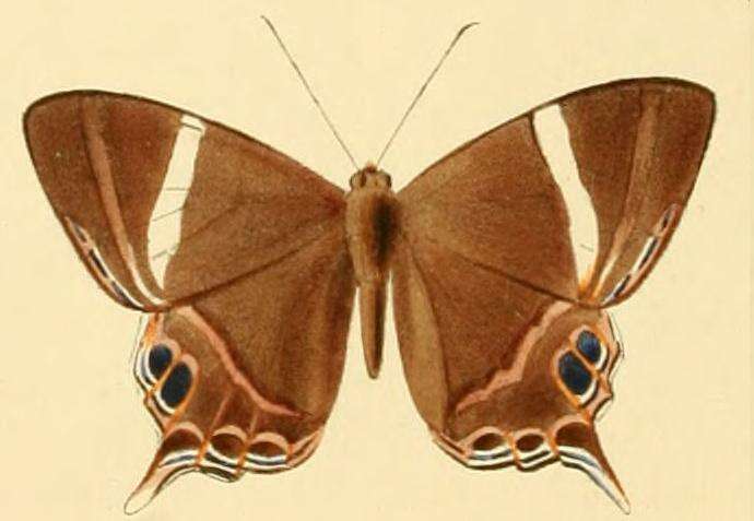 Imagem de Abisara neophron Hewitson 1860
