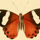 Image of Praetaxila segecia Hewitson 1860