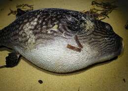 Image of Reticulated Blow Fish