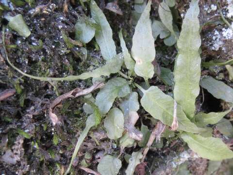 Image of Asplenium ruprechtii Kurata