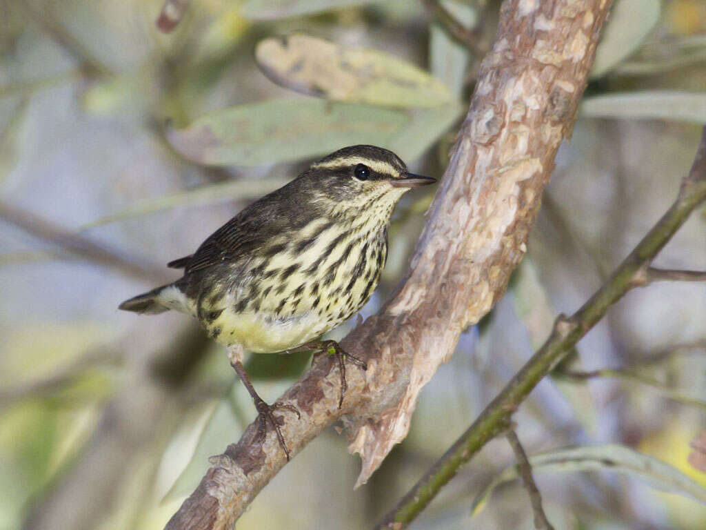 Image of Northern Waterthrush