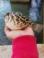 Image of Checkered Puffer