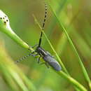 Image of Agapanthia maculicornis (Gyllenhal 1817)