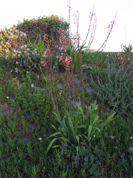 Imagem de Watsonia meriana (L.) Mill.