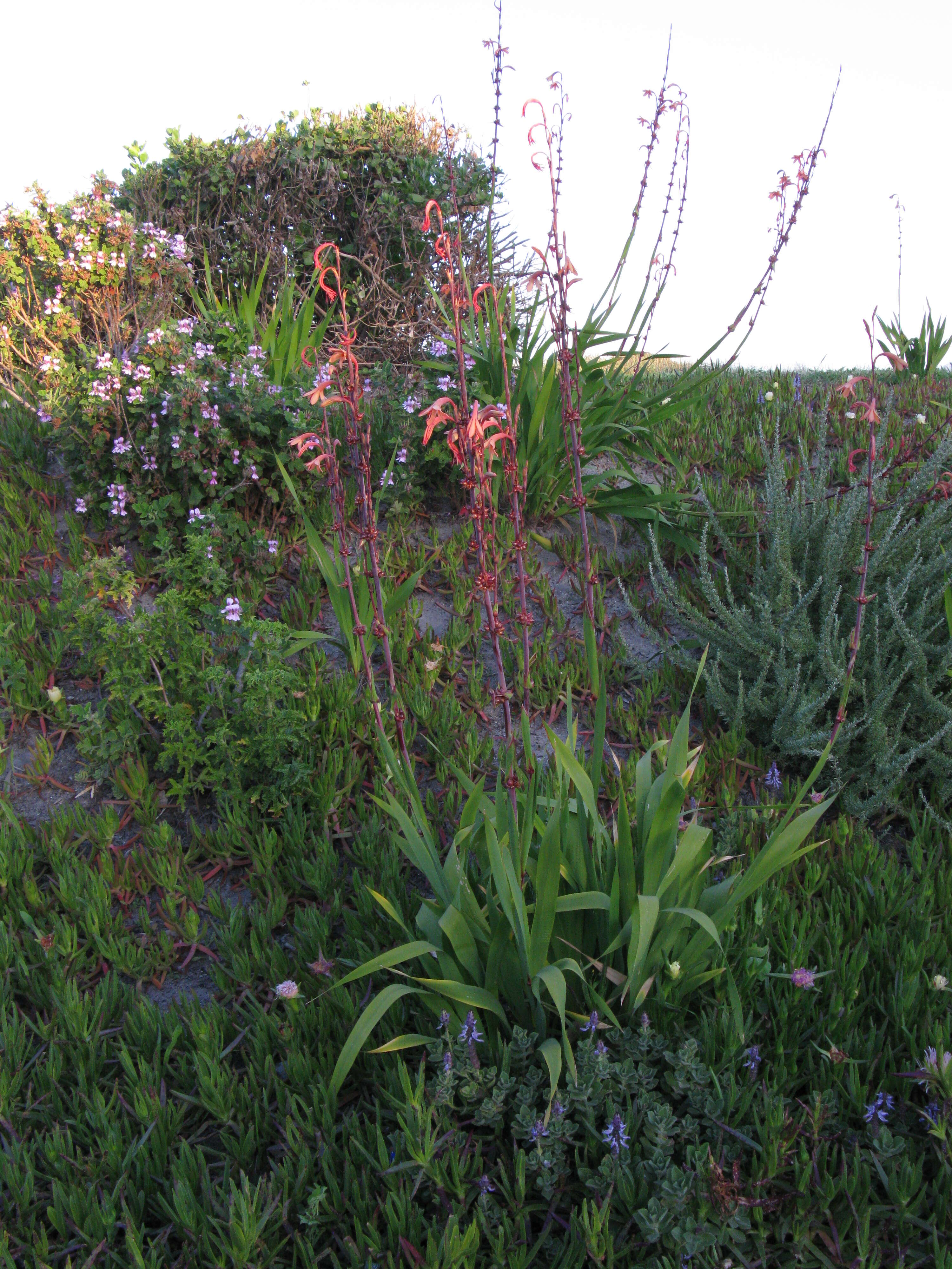 Imagem de Watsonia meriana (L.) Mill.