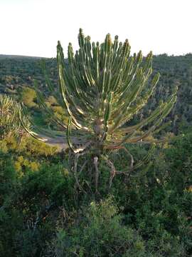 Imagem de Euphorbia triangularis Desf. ex A. Berger