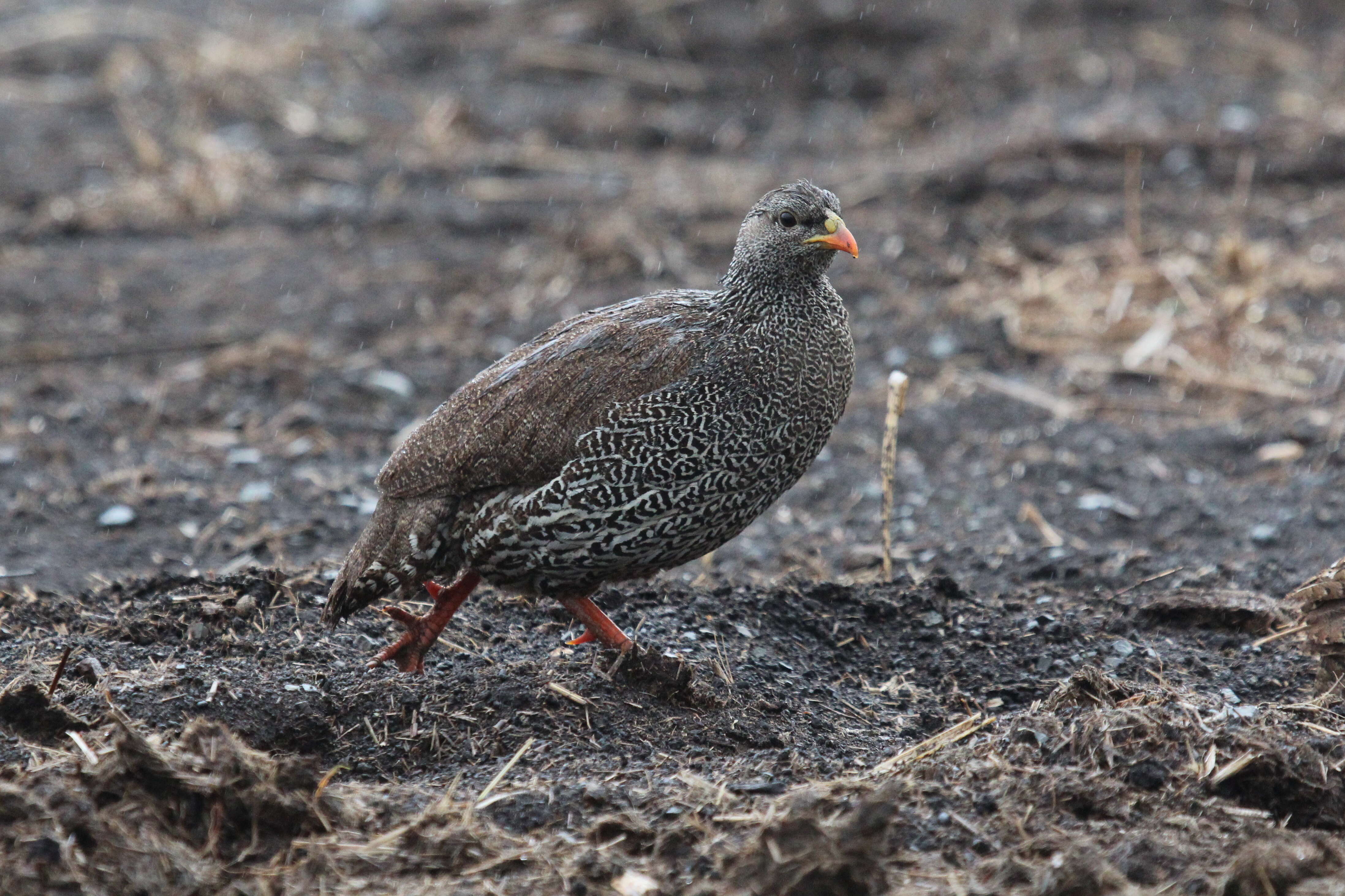 Image of Natal Francolin