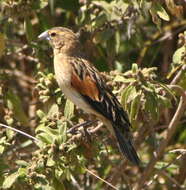 Image of Fan-tailed Widowbird