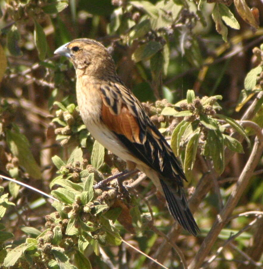 Image of Fan-tailed Widowbird