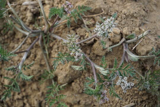 Imagem de Torilis leptophylla (L.) Rchb. fil.