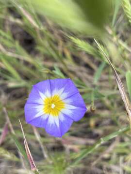 Convolvulus meonanthus Hoffmanns. & Link resmi