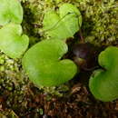 Imagem de Corybas sulcatus (M. A. Clem. & D. L. Jones) G. N. Backh.