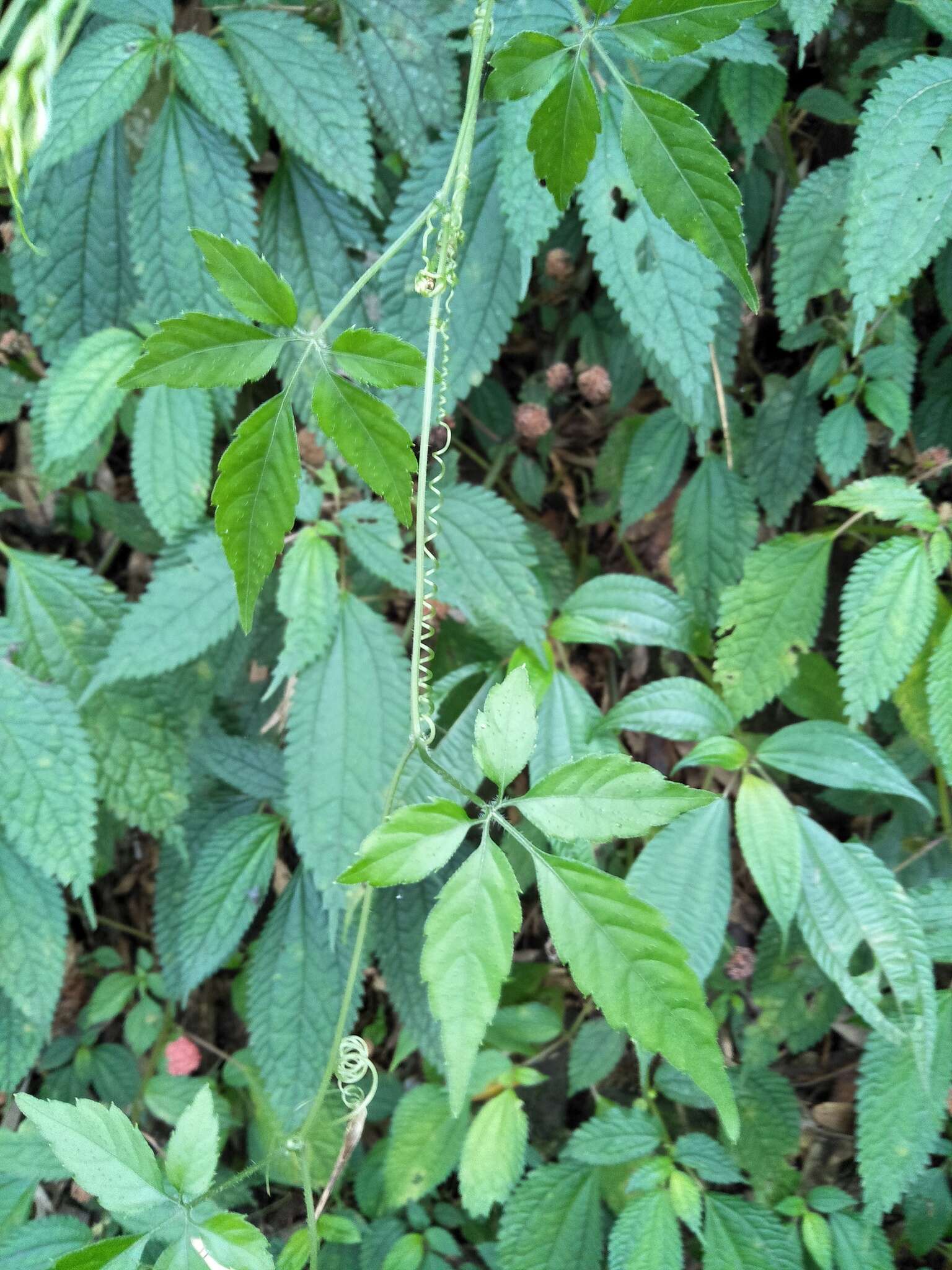 Plancia ëd Gynostemma pentaphyllum (Thunb.) Makino