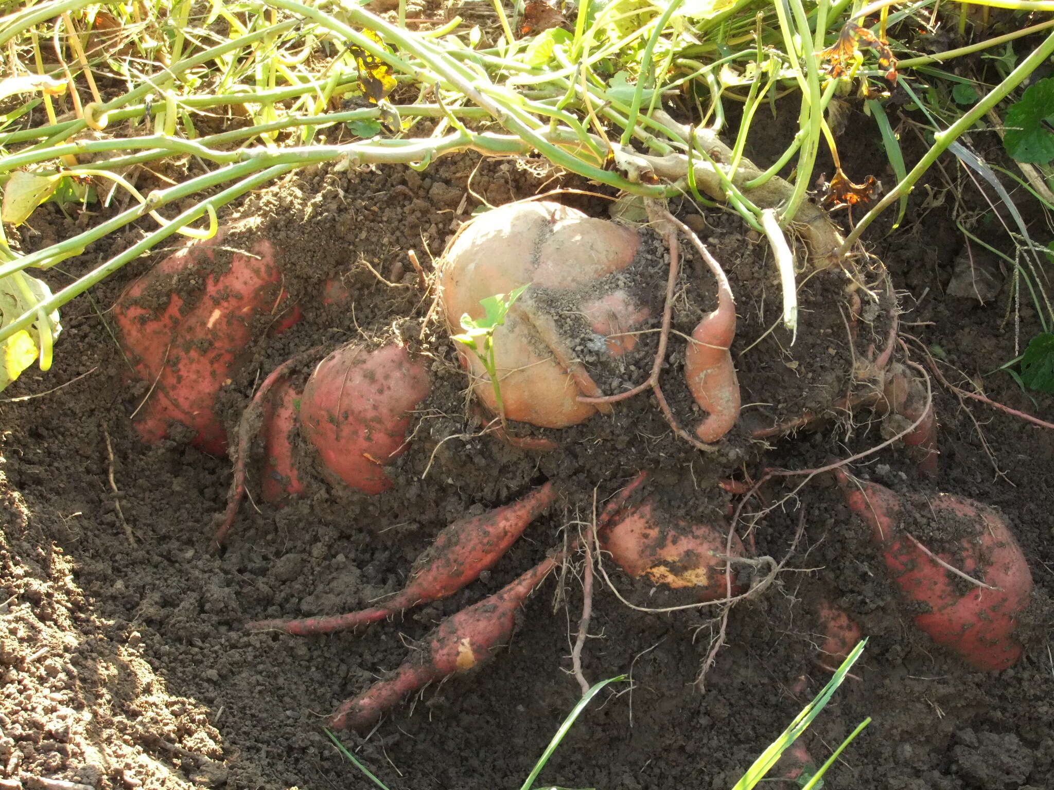 Image of sweet potato