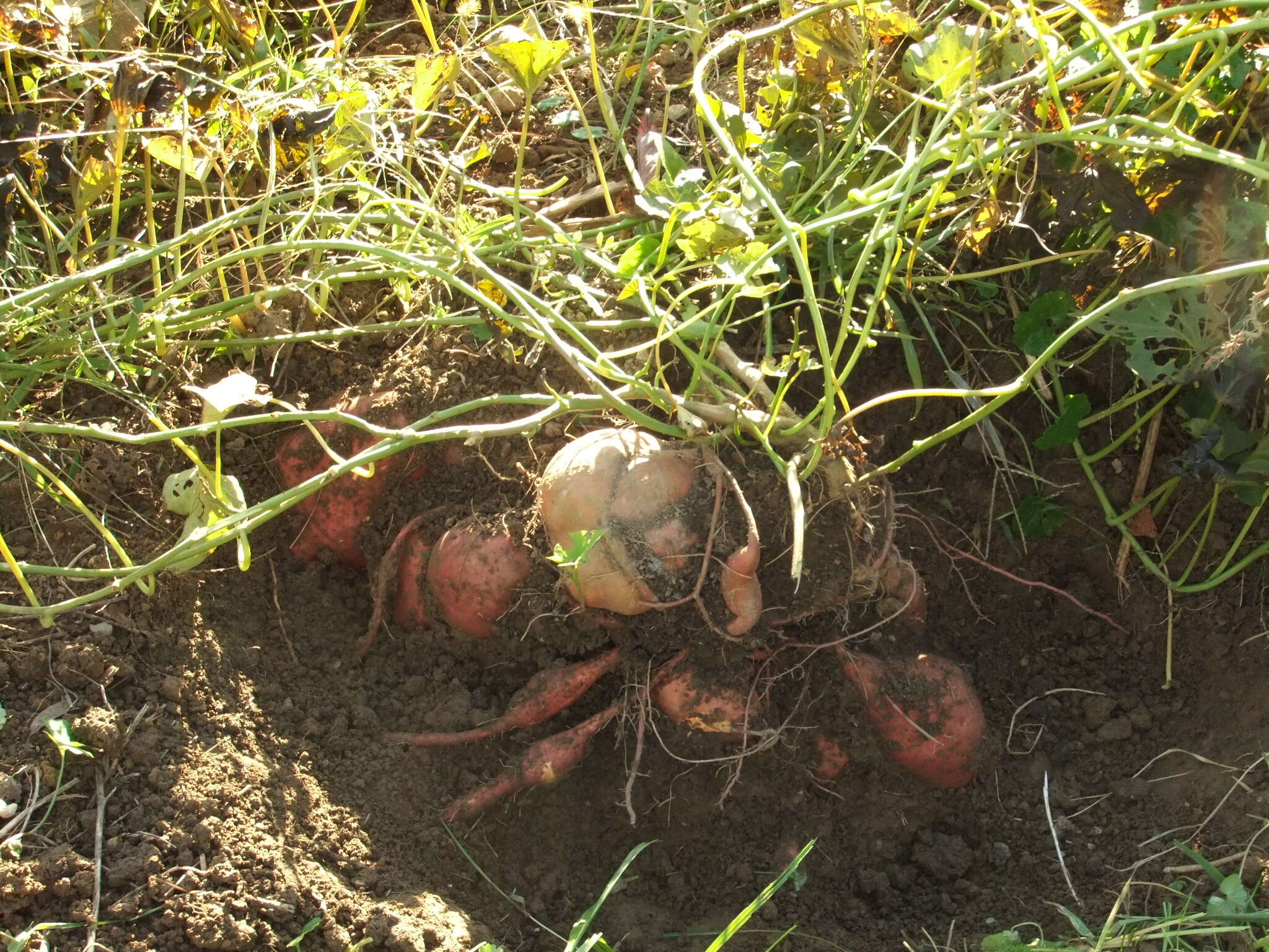 Image of sweet potato