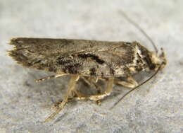 Image of Agonopterix hyperella Ely 1910