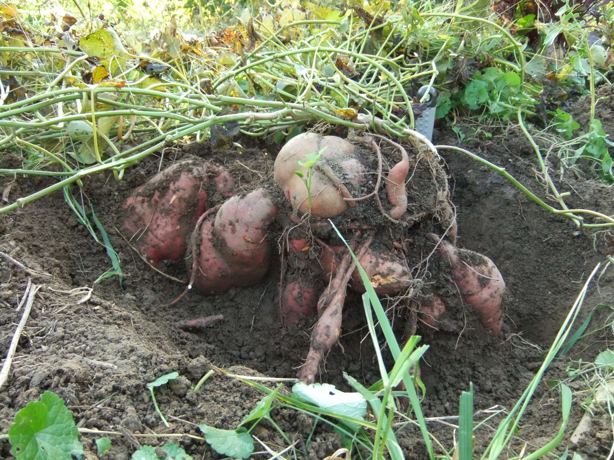 Image of sweet potato