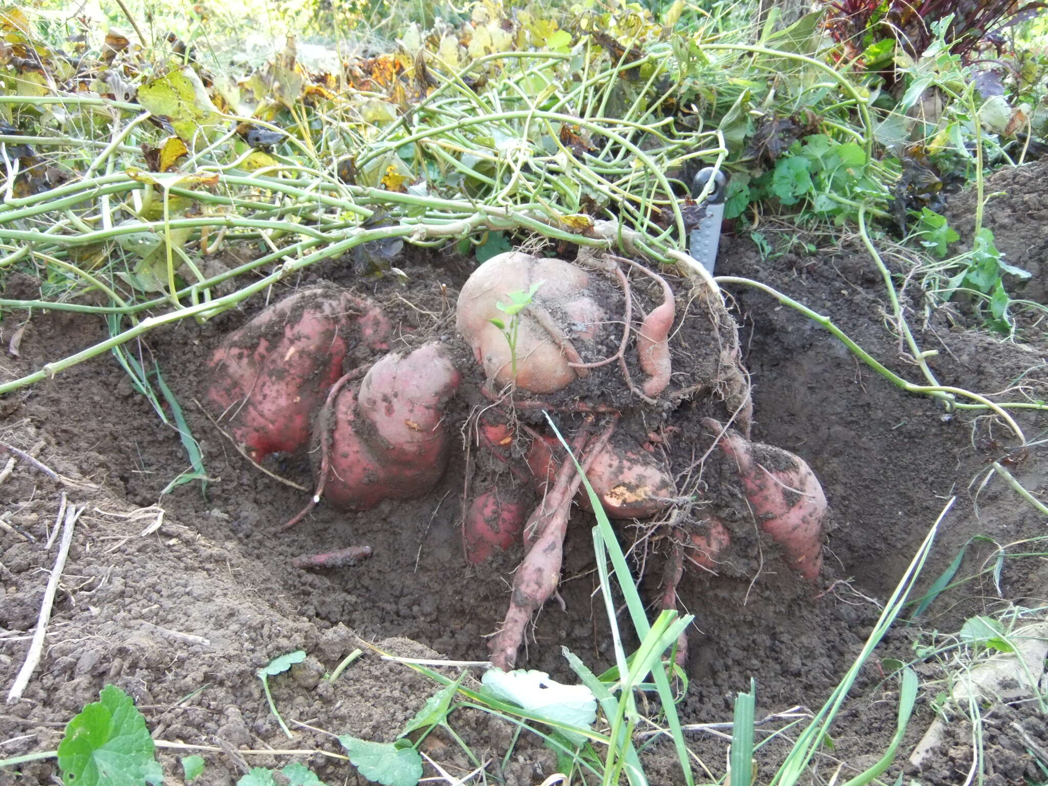 Image of sweet potato