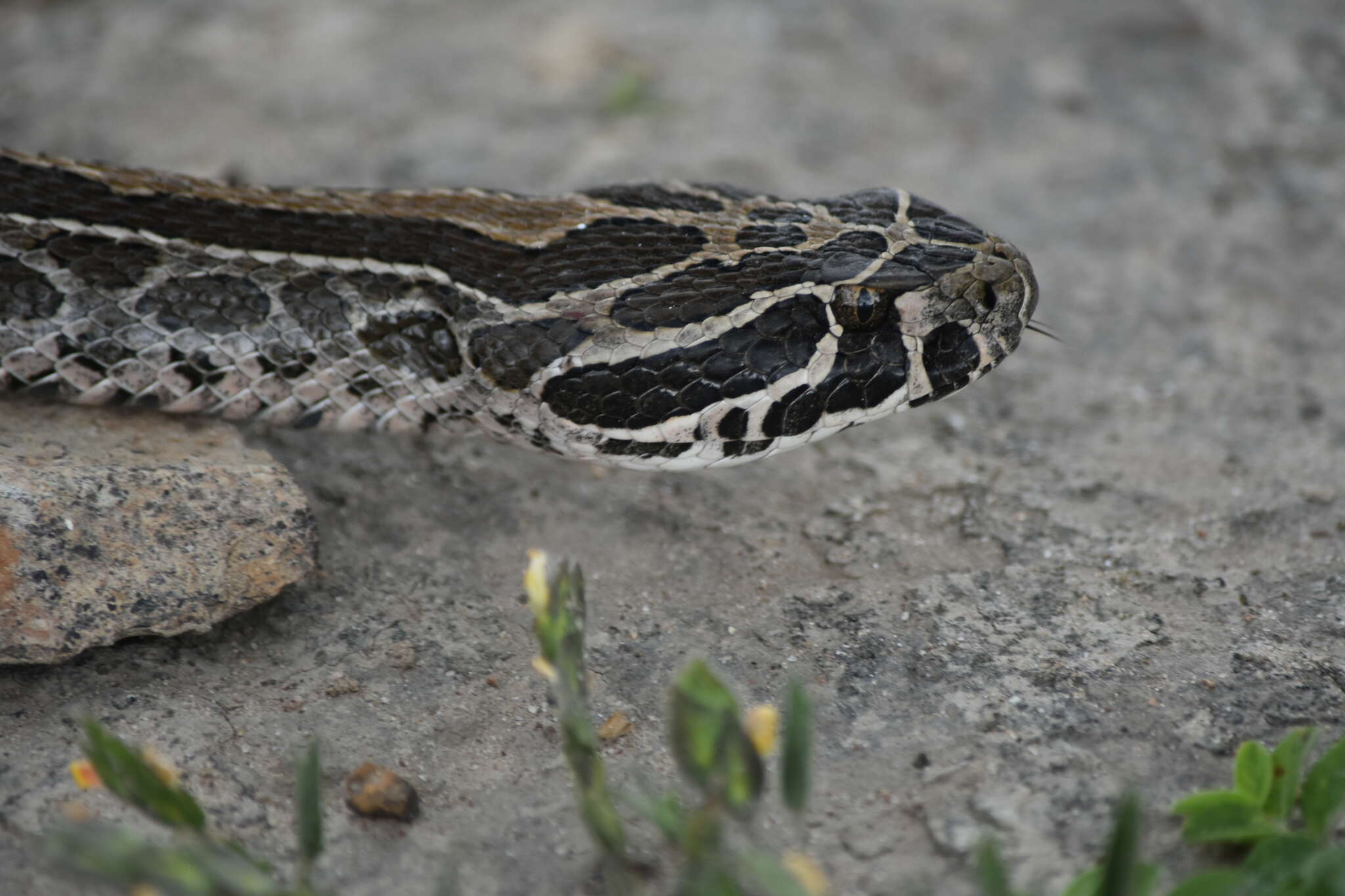 Image of Mexican Lancehead Rattlesnake