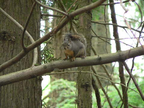 Image of Douglas's Squirrel