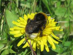 Image of Vestal cuckoo bee