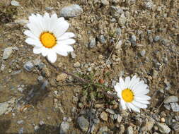 Слика од Leucanthemopsis